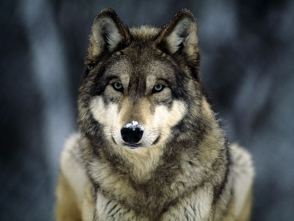 Lo que tu fursona dice de ti: lobos, zorros y leones – Red Furros